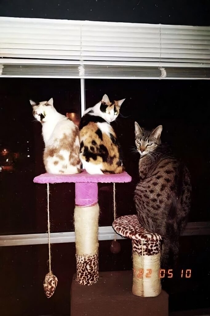 upscalemedia-transformed (1)